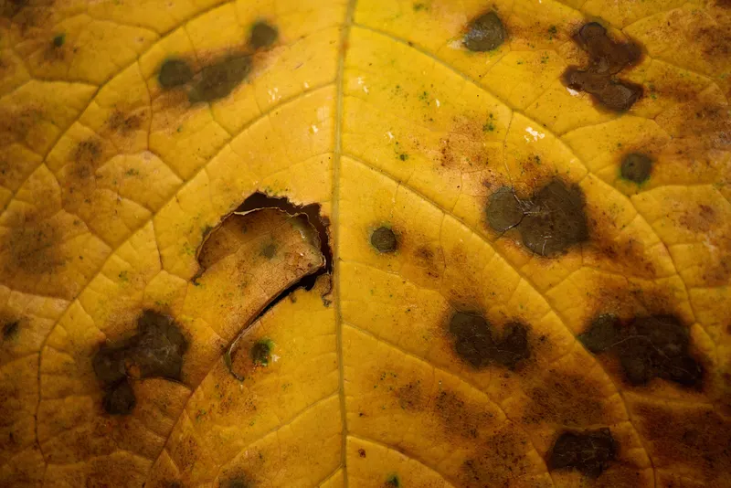 Emerald Ash Borer Treatment for Plano's Green Ash Population