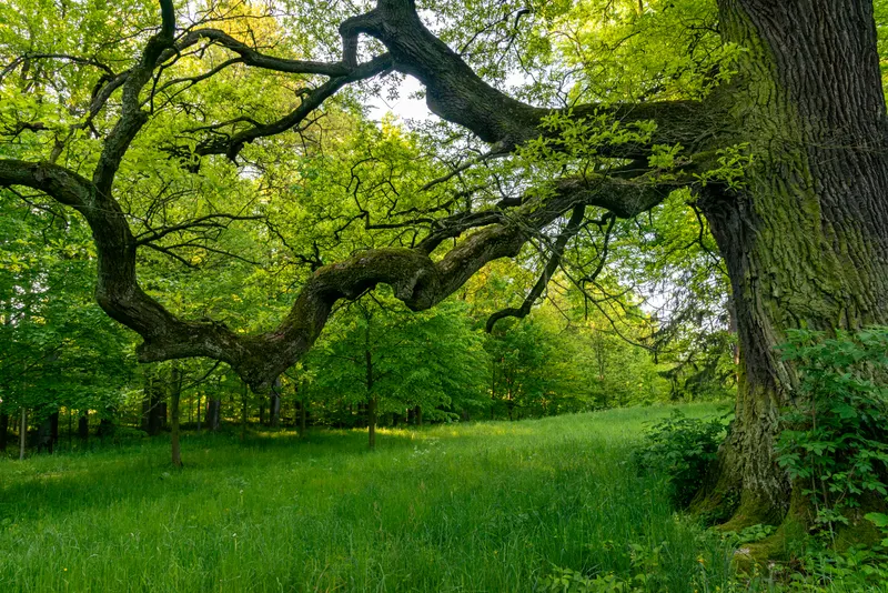 Removal & Structural Care for Plano's 200-Year-Old Specimen Trees