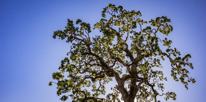 Permit Coordination Under Fairview's Large-Lot Tree Ordinance