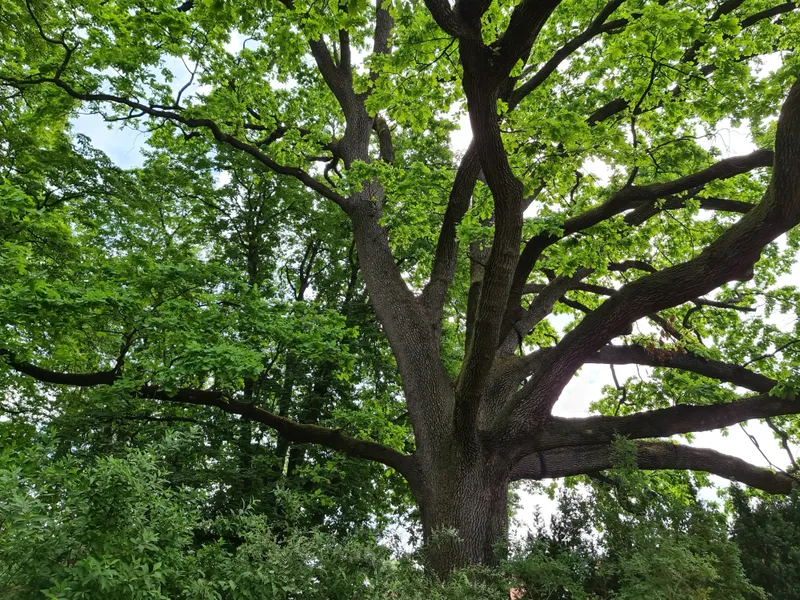 Oak & Hardwood Tree Removal