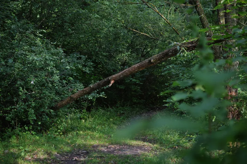 Bottomland Hardwood Care Along Wilson Creek