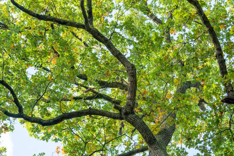 When a Tree Can Usually Be Saved