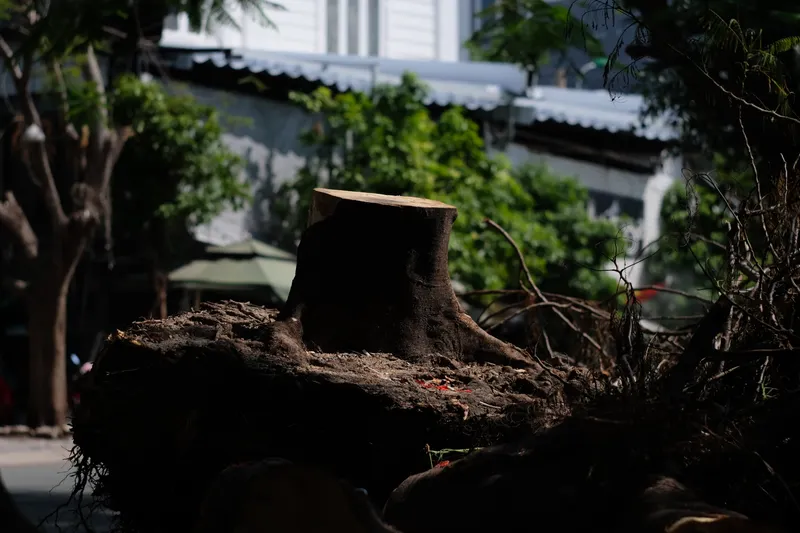 Full Stump Removal