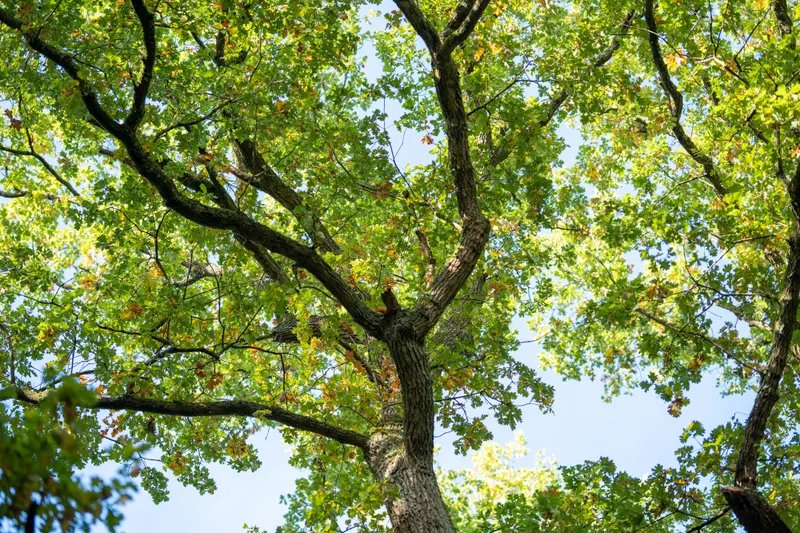 Permit Coordination Under Plano's Tree Preservation Ordinance