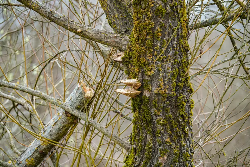 Dead & Dying Tree Removal