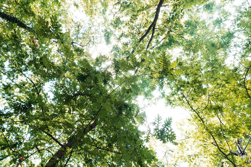 Native Woodland Access Near Arbor Hills and Oak Point