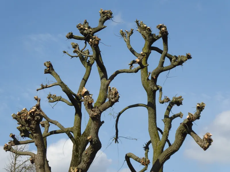 Crown Thinning, Raising & Reduction
