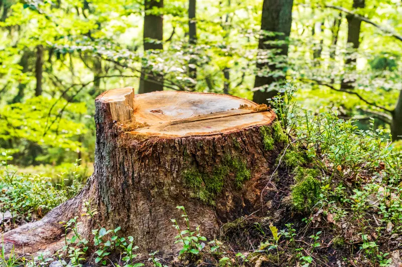 Stumps Keep Growing Roots for Years