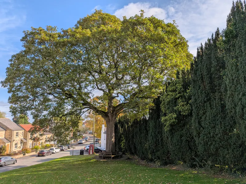 Permits and Protected Trees in Allen