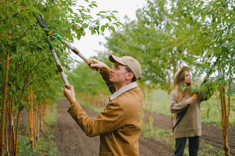 Seasonal Oak Pruning & Palm Trimming