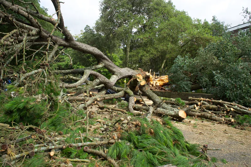 Fallen Tree Removal & Hazardous Limb Removal