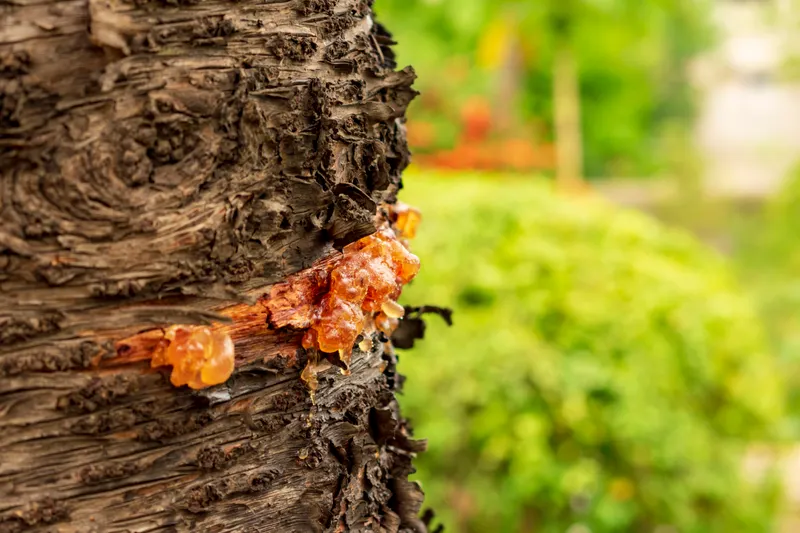 Deep Root Fertilization & Disease/Pest Control